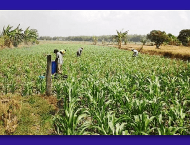 Pupuk untuk Jagung: Jenis, Dosis, dan Cara Aplikasi