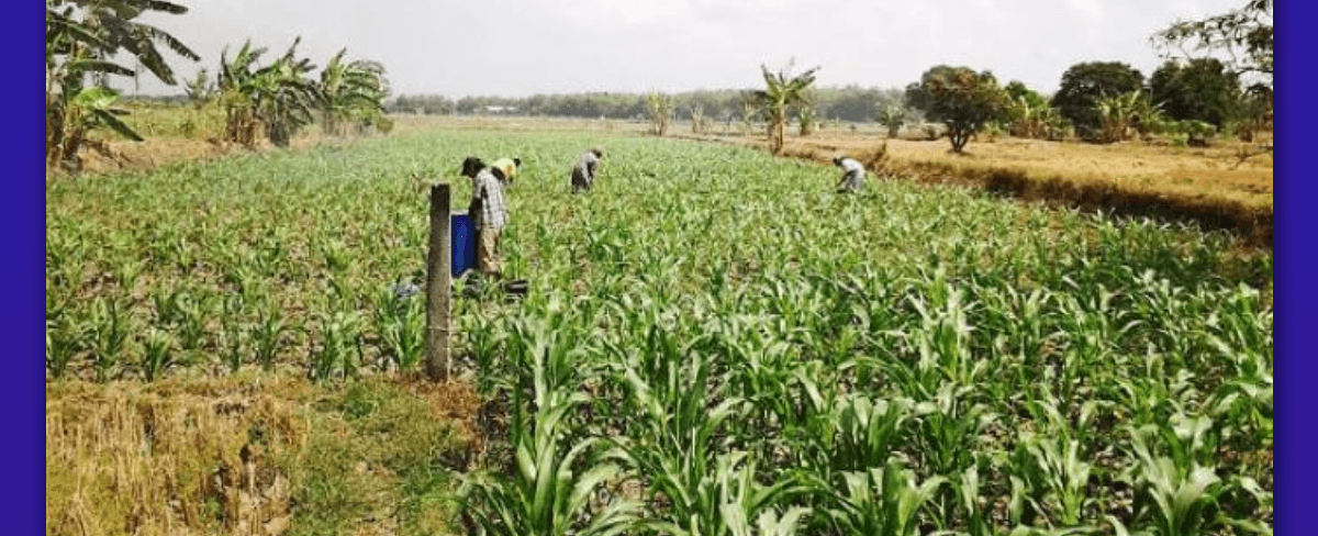 Pupuk untuk Jagung: Jenis, Dosis, dan Cara Aplikasi