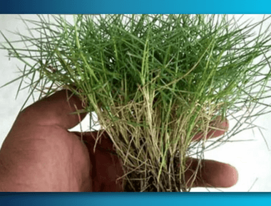 Cara Menanam, Merawat, dan Memberi Pupuk Rumput Jepang Zoysia Japonica