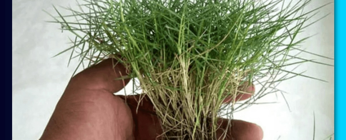 Cara Menanam, Merawat, dan Memberi Pupuk Rumput Jepang Zoysia Japonica