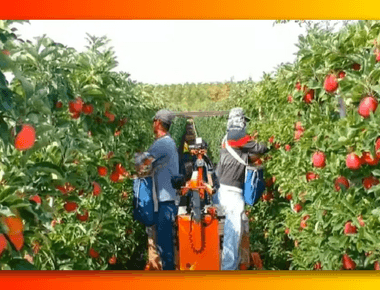 Pupuk Khusus Pembesar Buah yang Tepat untuk Meningkatkan Produksi Tanaman