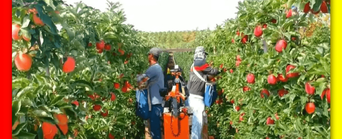 Pupuk Khusus Pembesar Buah yang Tepat untuk Meningkatkan Produksi Tanaman