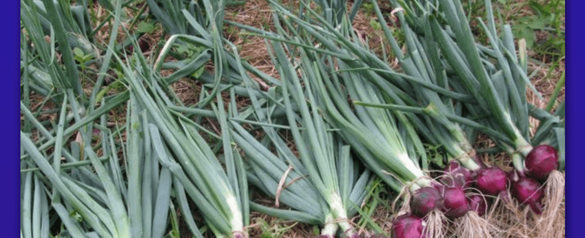 Panduan Pupuk untuk Bawang Merah