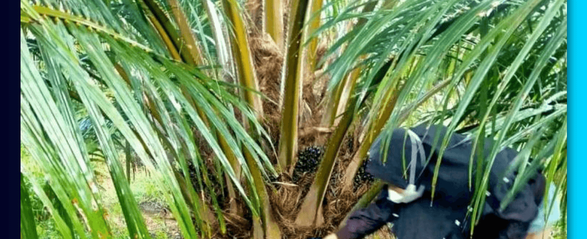 Pupuk Buah Sawit Terbaik dan Cara Pemupukan yang Tepat