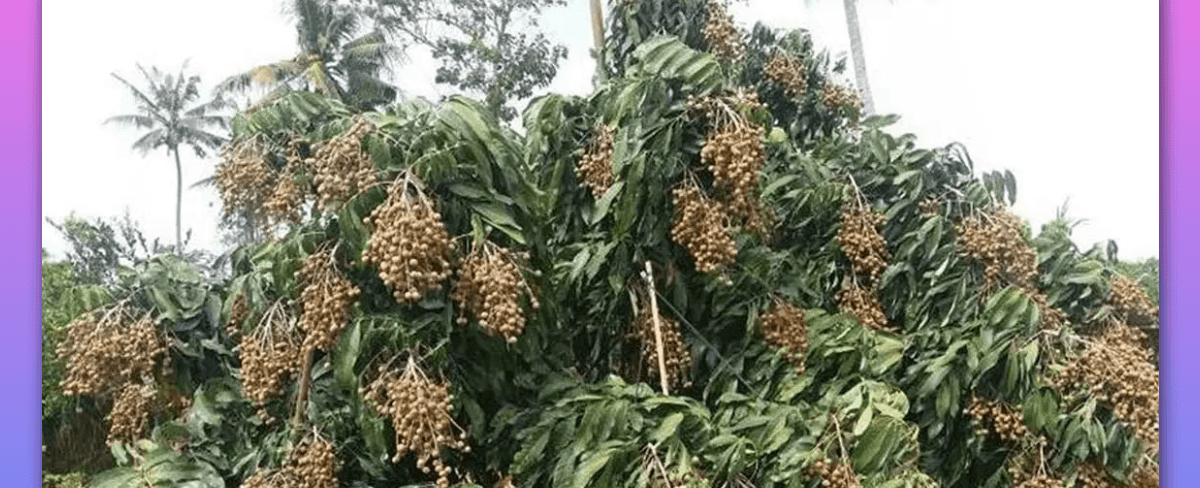 Pentingnya Pupuk untuk Pertumbuhan Buah Kelengkeng