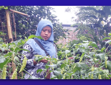 Pemilihan Pupuk Dasar Terbaik untuk Tanaman Cabe