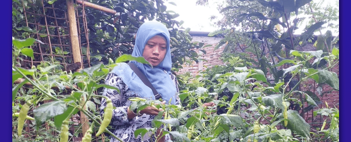 Pemilihan Pupuk Dasar Terbaik untuk Tanaman Cabe