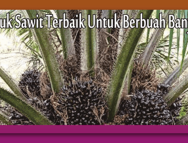 Pupuk Sawit yang Bagus untuk Meningkatkan Produktivitas dan Kualitas Tanaman