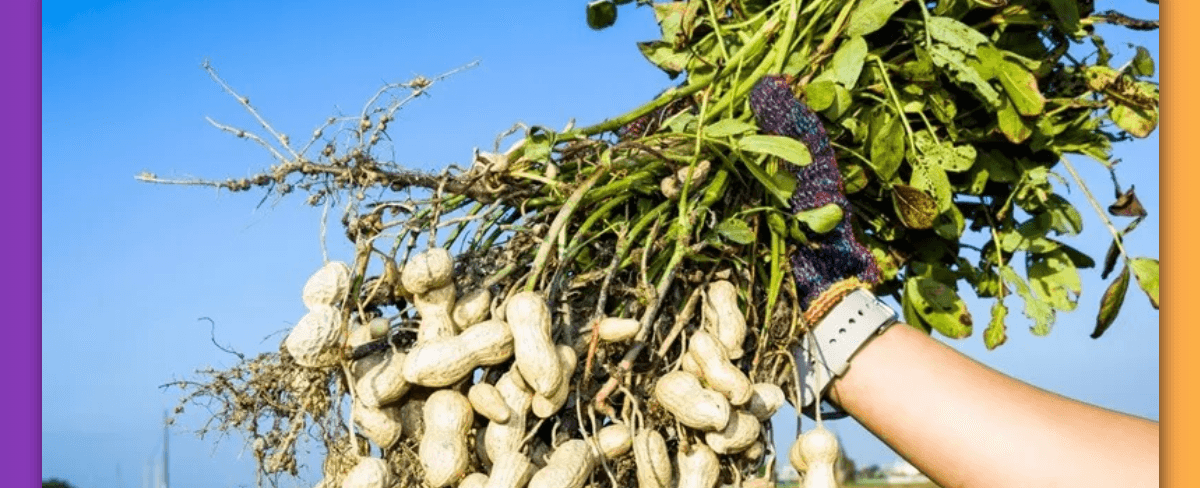 Cara dan Pengaruh Pemupukan Kacang Tanah