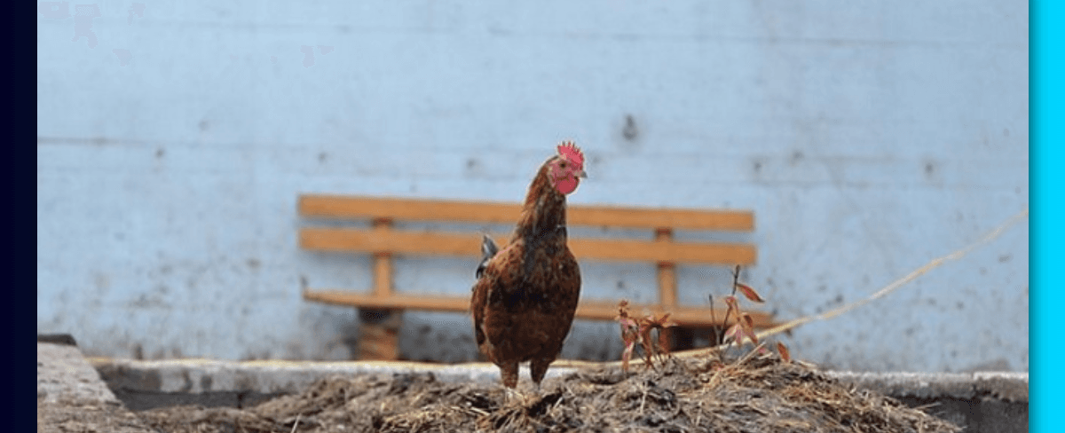 Pupuk Kotoran Ayam: Manfaat, Cara, dan Pengolahan Organik