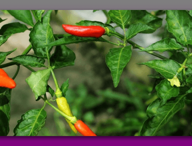 Manfaat Pupuk KCL untuk Cabe: Meningkatkan Pertumbuhan dan Hasil Tanaman