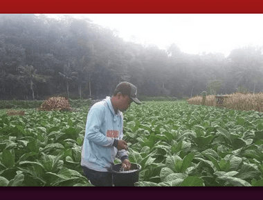 Cara Mengaplikasikan Pupuk Tembakau biar Cepat Besar