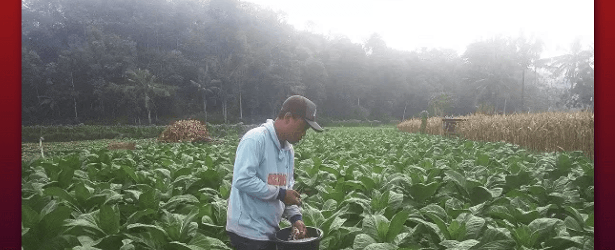 Cara Mengaplikasikan Pupuk Tembakau biar Cepat Besar