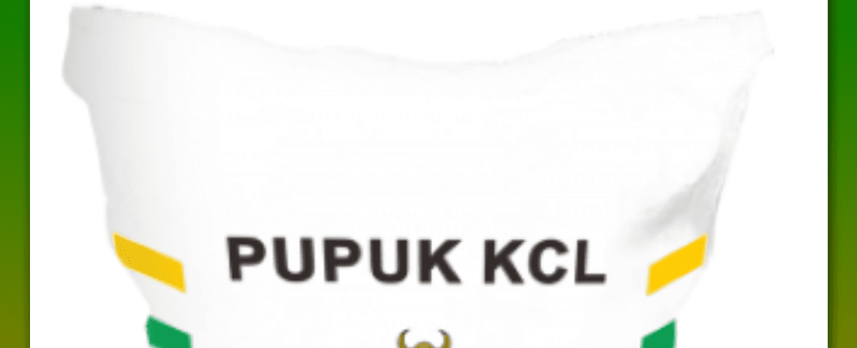 Pupuk KCL: Manfaat, Rekomendasi, dan Dosis Terbaru