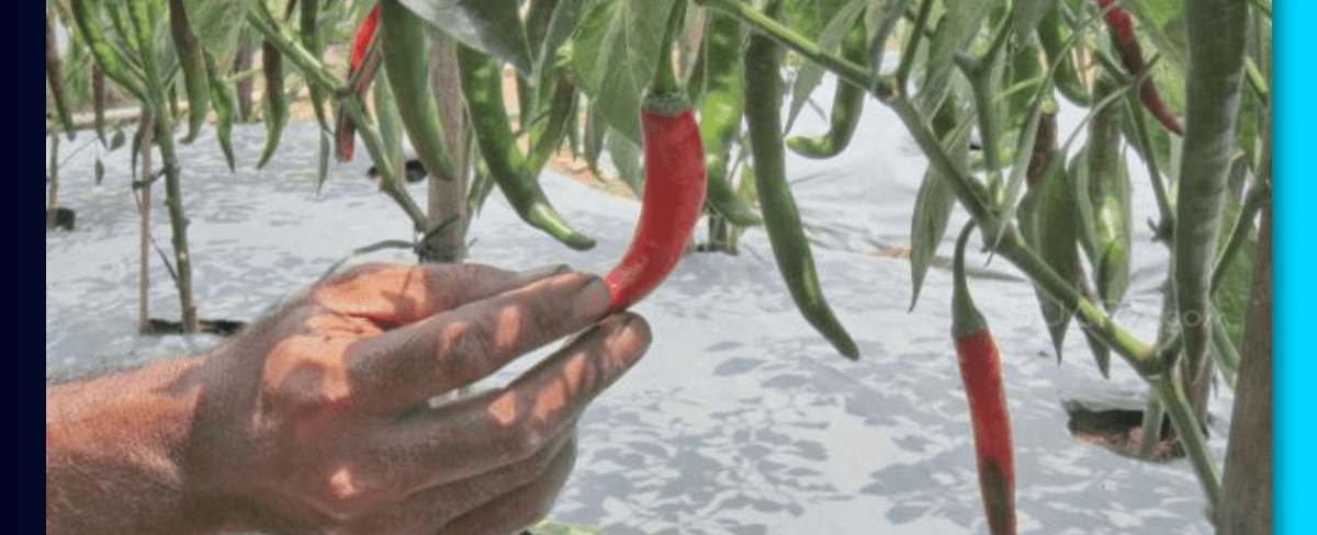 Memilih Pupuk yang Tepat untuk Cabe Baru Tanam