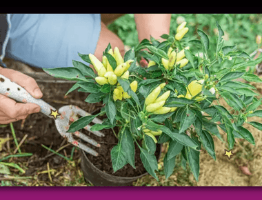 Pupuk Penyubur Tanaman Cabe yang Penting untuk Pertumbuhan Optimal