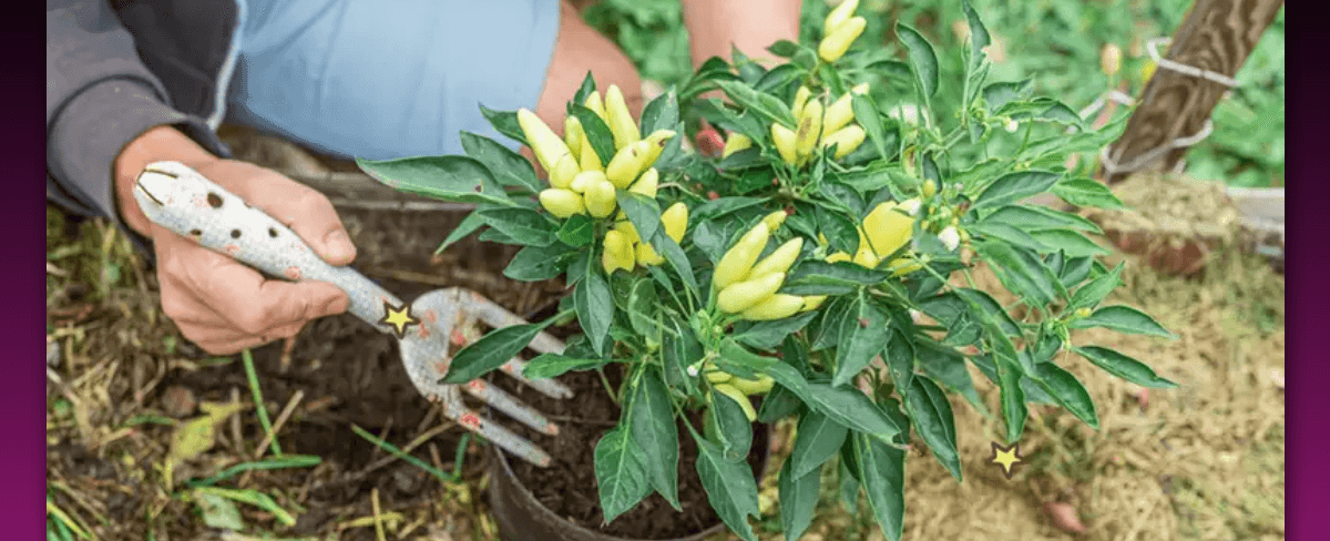 Pupuk Penyubur Tanaman Cabe yang Penting untuk Pertumbuhan Optimal