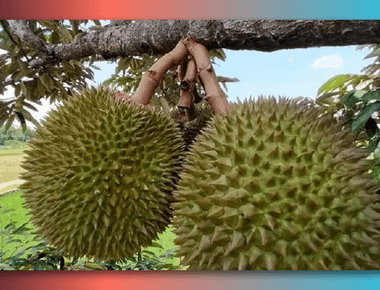 Pupuk Perangsang Buah Durian