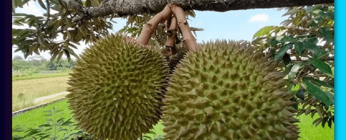 Pupuk Perangsang Buah Durian