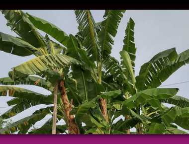 Pupuk Untuk Pisang untuk Pertumbuhan dan Hasil Melimpah