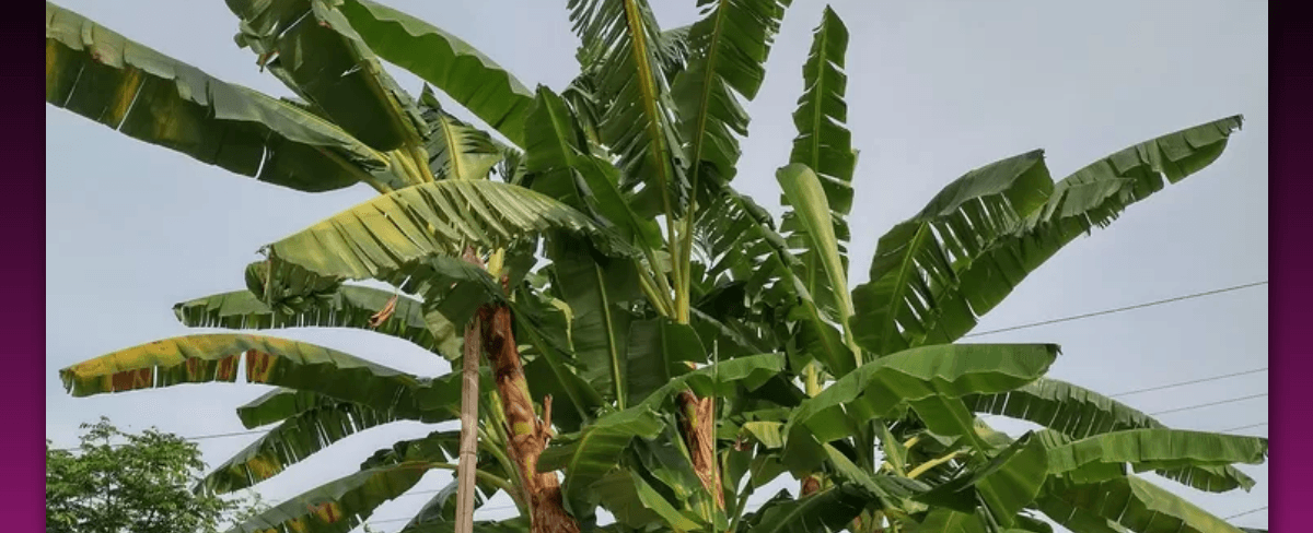 Pupuk Untuk Pisang untuk Pertumbuhan dan Hasil Melimpah