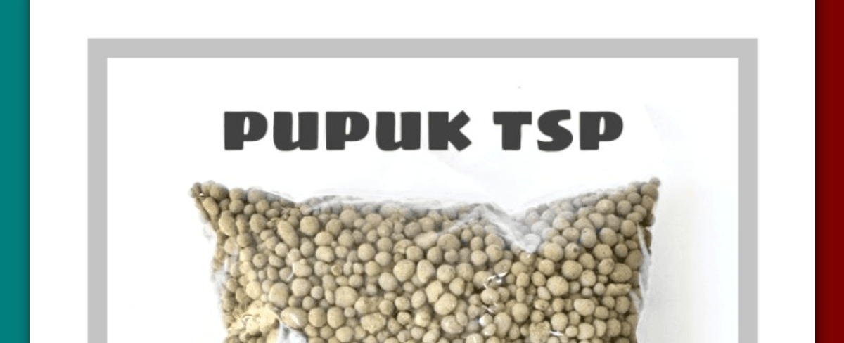 Apa Saja Kandungan Pupuk TSP