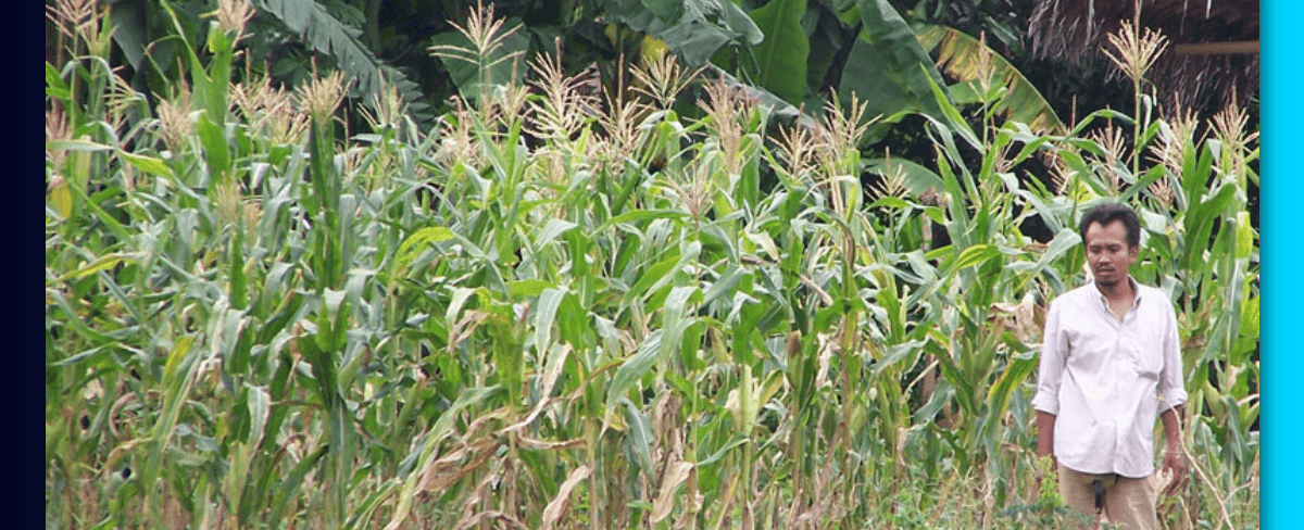 Pupuk untuk Jagung biar Buahnya Besar