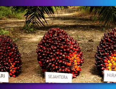 Pupuk untuk Buah Sawit Supaya Besar dan Pertumbuhannya Optimal