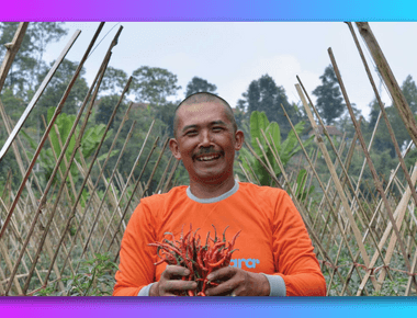 Kandungan dan Manfaat Pupuk Fertila untuk Cabe