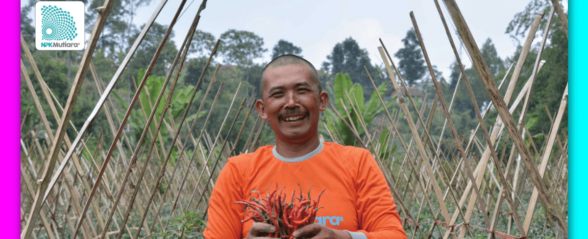 Kandungan dan Manfaat Pupuk Fertila untuk Cabe