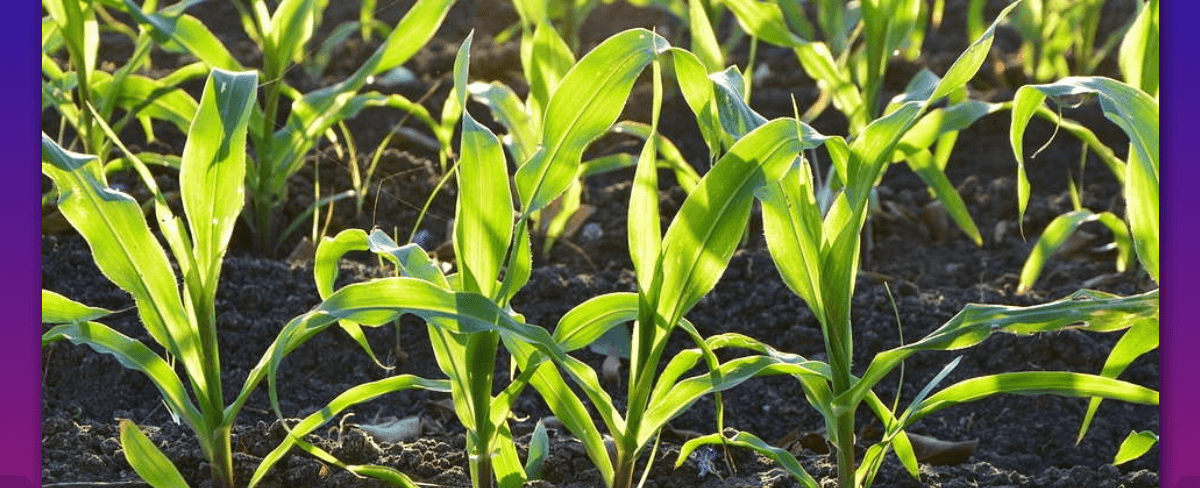 Pupuk Cair untuk Jagung Hibrida dengan Keunggulan Terbaik