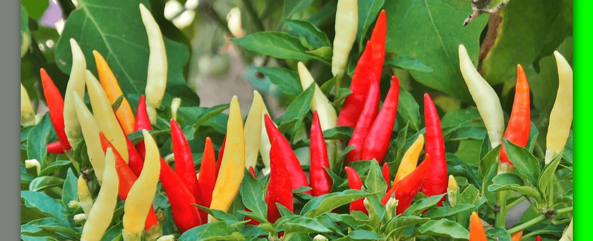 Cara Membuat dan Menggunakan Pupuk Cabe Rawit Agar Berbuah Lebat