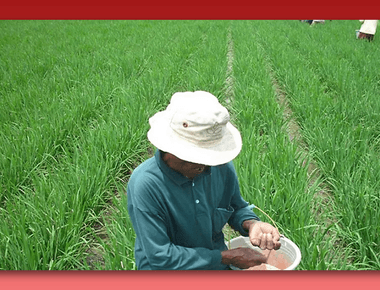 Pemilihan dan Aplikasi Pupuk untuk Tanaman Padi Sawah