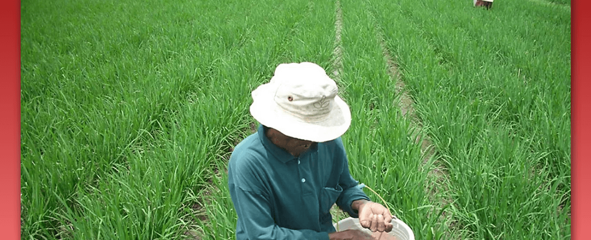 Pemilihan dan Aplikasi Pupuk untuk Tanaman Padi Sawah