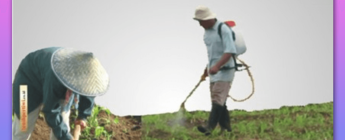 Tips Pemupukan Tanaman Jagung untuk Hasil Optimal